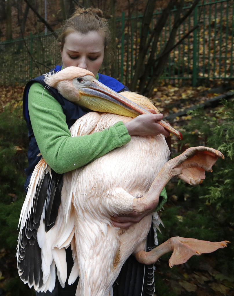 Curator carries a pelican